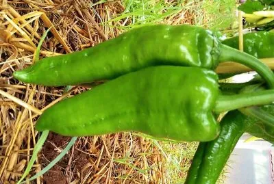 natural jigsaw puzzle