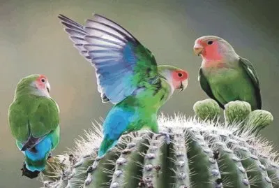 Birds