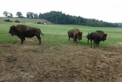 Bisontes