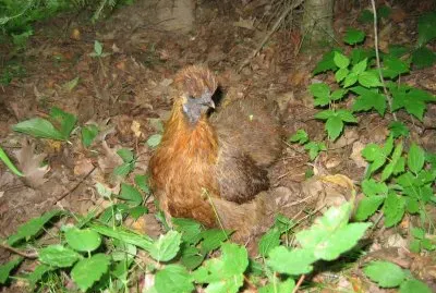 Gallina colorazione selvatica