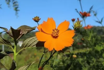 OK