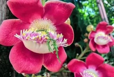 flores