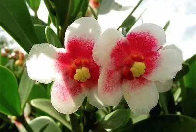 flores