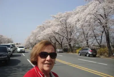 Cerezos en flor