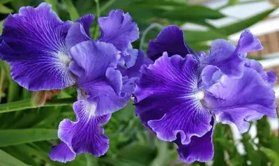 פאזל של flores
