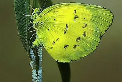 natural