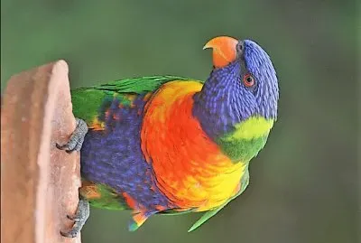 natural