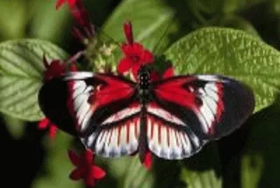 borboleta