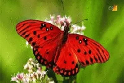borboleta