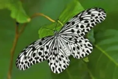 borboleta
