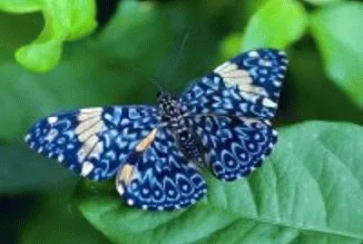 borboleta