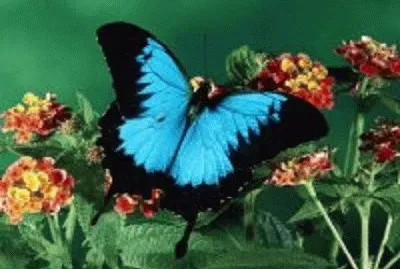 borboleta