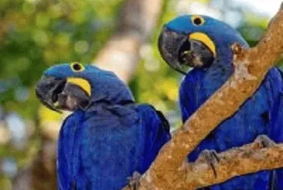 arara