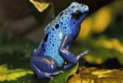 sapo