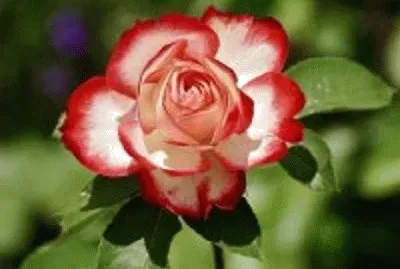 flor
