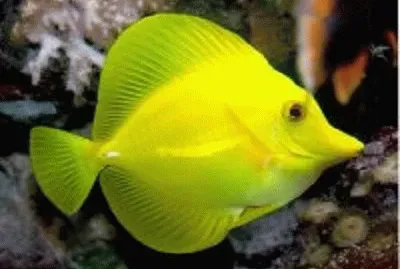 peixe