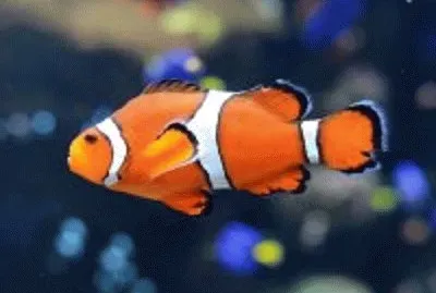 peixe