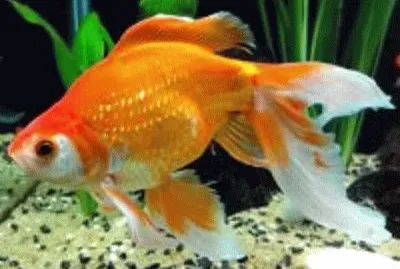 peixe