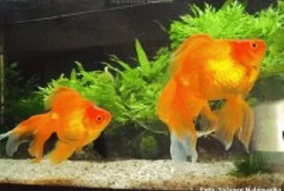 peixe