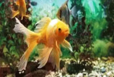 peixe