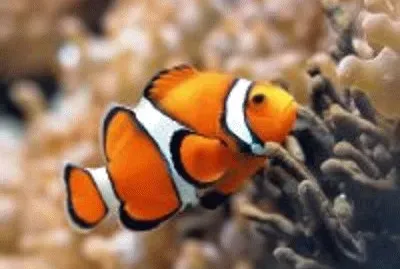 peixe