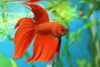 peixe