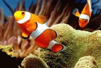 peixe