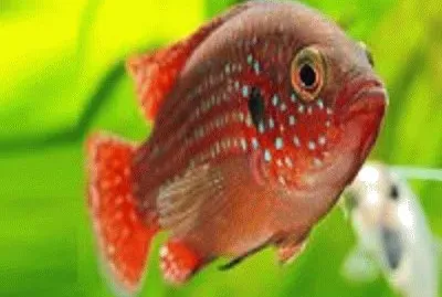 peixe