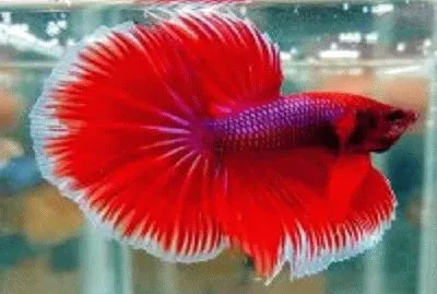 peixe