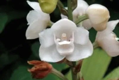 flor