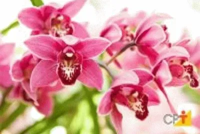 flor