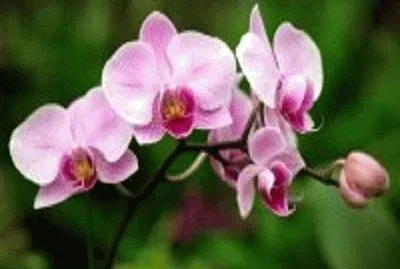orquÃ­dea