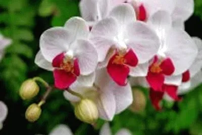 orquÃ­dea