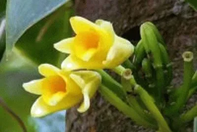 orquÃ­dea