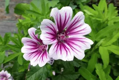 flores