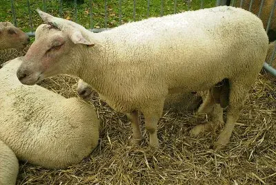 Charollais jigsaw puzzle