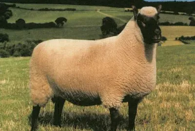 Clun forest jigsaw puzzle