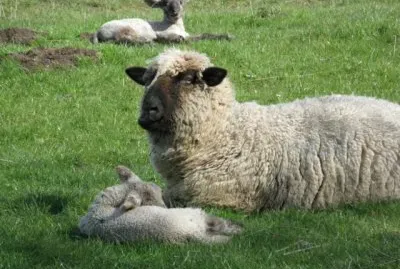 Costwold jigsaw puzzle