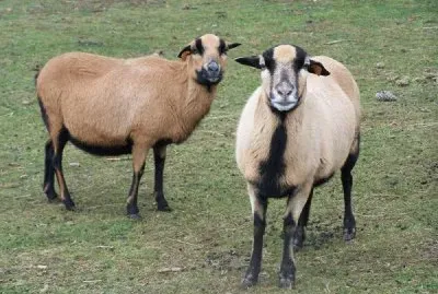 Del camerun jigsaw puzzle