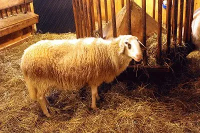 Della roccia tirolese jigsaw puzzle