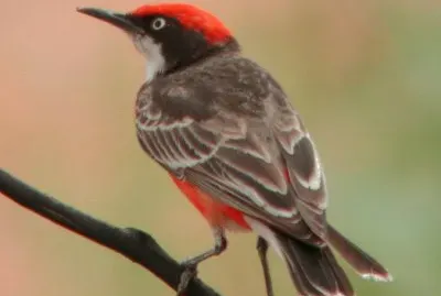Sassicola australiana ventrorosso