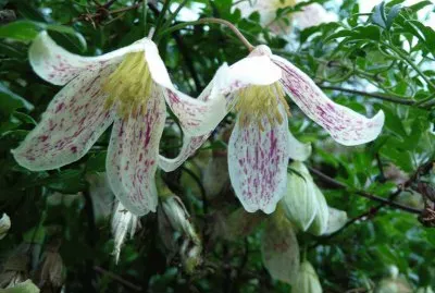 fleurs de clematites