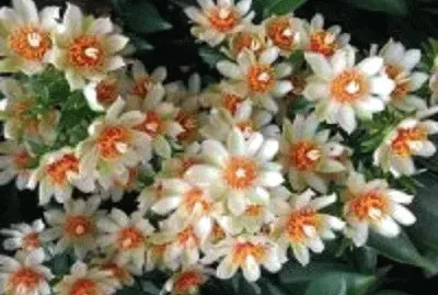 flor
