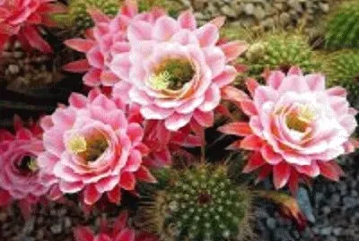 flor