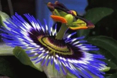פאזל של flor