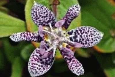 flor
