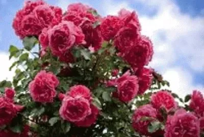 flor