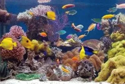 פאזל של peixe