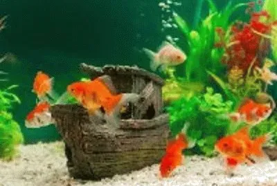 פאזל של peixe