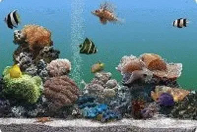 peixe